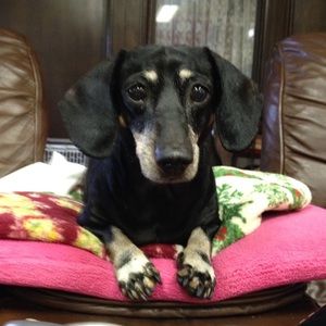 Meet your Posher, Rhonda